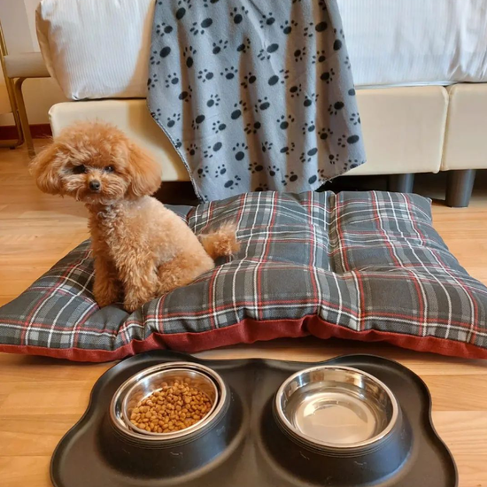 Apportez vos animaux de compagnie! Hôtel Raffaello Milan Apportez vos animaux de compagnie! Hôtel Raffaello Milan